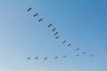 Group of pelicans flying in flock in blue sky background Royalty Free Stock Photo