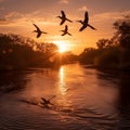 pelicans birds flying in sunset