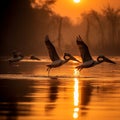 pelicans birds flying in sunset