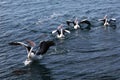Group of pelicans getting ready to take off