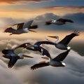 A group of pelicans gliding through the sky in perfect formation as they celebrate the arrival of the new year1 Royalty Free Stock Photo