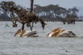 Group of pelicans gracefully glide across the calm waters