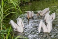 A group of pelicans (pelecanus) swims in a lake close to the lakeside and partly plunge their heads into the Royalty Free Stock Photo