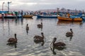 Group of pelicans in the port. Paracas, Peru