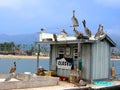 Group of Pelicans and Sea Birds on Closed Fish Bait Shop at Sea Royalty Free Stock Photo