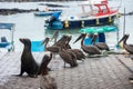 Group of pelicans and a sea lion in the Galapagos islands, Ecuador