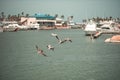 Group of pelicans soaring above the tranquil waters of a marina, with boats docked along the shore.
