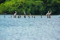 A group of pelicans stand on the foundations of an old house on a lake Royalty Free Stock Photo