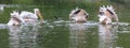 A group of pelicans swim in a lake spread their wings and partly plunge their heads into the water Royalty Free Stock Photo