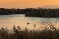 Group of pelicans swimming in Vistonida lake, Rodopi, Greece during sunset