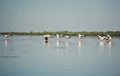 Group of pelicans taking flight.Wild flock of common great pelicans taking flight Royalty Free Stock Photo