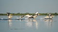 Group of pelicans taking flight.Wild flock of common great pelicans taking flight Royalty Free Stock Photo