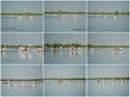 Group of pelicans taking flight.Wild flock of common great pelicans taking flight Pelecanus onocrotalus Pelican colony in Dan Royalty Free Stock Photo