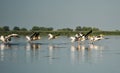 Group of pelicans taking flight.Wild flock of common great pelicans taking flight