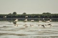 Group of pelicans taking flight.Wild flock of common great pelicans taking flight Royalty Free Stock Photo