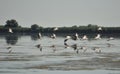 Group of pelicans taking flight.Wild flock of common great pelicans taking flight Royalty Free Stock Photo