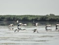 Group of pelicans taking flight.Wild flock of common great pelicans taking flight Royalty Free Stock Photo