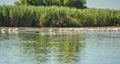 Group of pelicans taking flight.Wild flock of common great pelicans taking flight Pelecanus onocrotalus Pelican colony in Dan Royalty Free Stock Photo