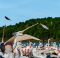 Group of pelicans waiting and catching their food, fish, dinner Royalty Free Stock Photo
