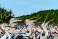 Group of pelicans waiting and catching their food, fish, dinner Royalty Free Stock Photo