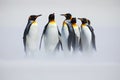 Group of penguin. Group of six King penguins, Aptenodytes patagonicus, going from white snow to sea in Falkland Islands. Penguins Royalty Free Stock Photo