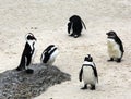 Group of penguins