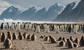 group penguins on the beach