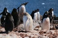 Group of penguins gathered together on a rocky shoreline Royalty Free Stock Photo