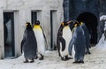 Group of Penguins in the Japan Zoo Royalty Free Stock Photo