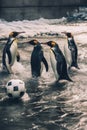 A group of penguins playing with a soccer ball. Generative AI image.