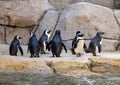 A group of penguins on the rocks by the water at the Dallas City Zoo in Texas. Royalty Free Stock Photo