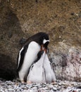 a group of penguins standing around a hole on a rocky shore Royalty Free Stock Photo