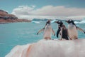 Group penguins standing on a large iceberg, overlooking the desert shore in a frozen landscape Royalty Free Stock Photo