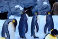Group of penguins standing in a row in a snowy landscape Royalty Free Stock Photo