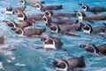 Group of penguins swimming together Royalty Free Stock Photo