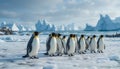 A group of penguins waddling on an icy shore Royalty Free Stock Photo