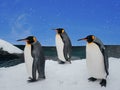 Group of penguins walking on ice beach in daytime with snowfall and blue sky Royalty Free Stock Photo