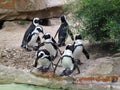 Group of penguins about the water in zoo Royalty Free Stock Photo