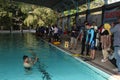 A group of people doing diving training in a swimming pool Royalty Free Stock Photo