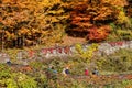 Group of people enjoying the breathtaking view of the autumn foliage in Letchworth State Park