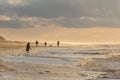 Group of people enjoying an evening stroll along the beach, illuminated by a beautiful sunset Royalty Free Stock Photo