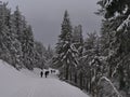People enjoying winter hike in landscape of snow-covered forest with frozen trees near Schliffkopf, Germany in Black Forest. Royalty Free Stock Photo