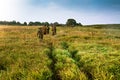 Group of people going into the distance on a green field with tall grass during sunrise