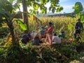 A group of people harvesting corn in the morning