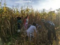 A group of people harvesting corn in the morning