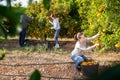 Group of people harvesting tangerines on plantation