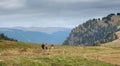 Group of people hiking at the beautiful countryside of Alpe Di Siusi valley on the Italian Dolomites in Italy