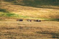 Group of people hiking through Zlatibor hills landscape on overcast summer day. Walking in nature is popular outdoor activity in