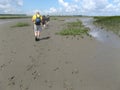 A group people is mudflat hiking in the saeftinghe in the netherlands in summer