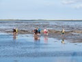 Group of people mudflat hiking on Waddensea at low tide from Friesland to West Frisian island Ameland, Netherlands Royalty Free Stock Photo